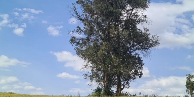 Nyandarwa Land for Lease