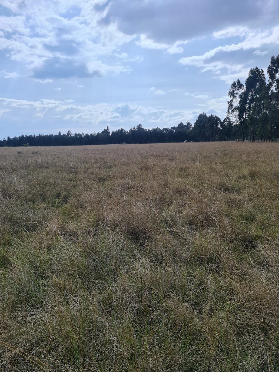 Nyandarwa 30-Acres for Lease